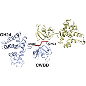 Module walking using an SH3-like cell-wall-binding domain leads to a new GH184 family of muramidases