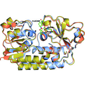 Thermostable homologues of the periplasmic siderophore-binding protein CeuE from Geobacillus stearothermophilus and Parageobacillus thermoglucosidasius