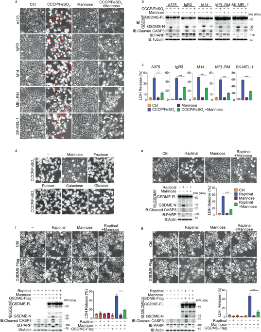 Mannose antagonizes GSDME-mediated pyroptosis through AMPK activated by metabolite GlcNAc-6P