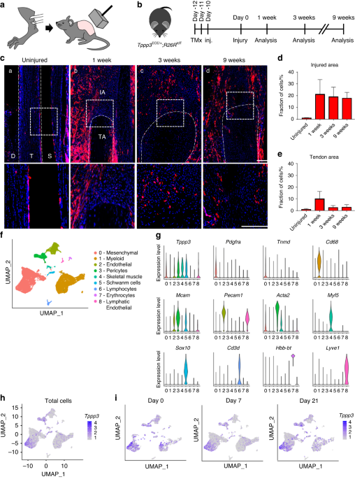 Tppp3+ synovial/tendon sheath progenitor cells contribute to heterotopic bone after trauma