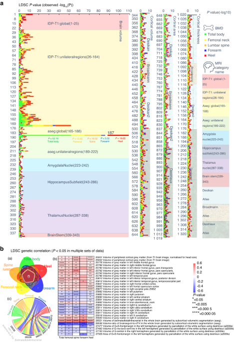 Causal associations of brain structure with bone mineral density: a large-scale genetic correlation study