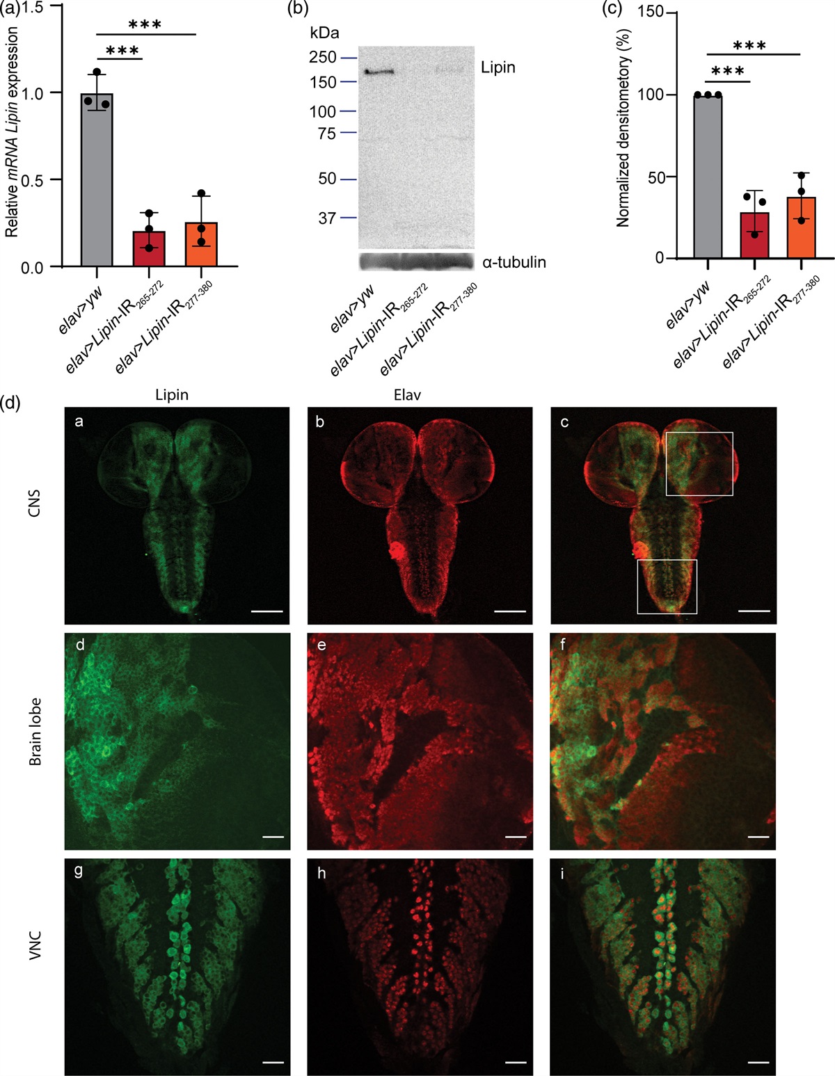 Lipin knockdown in pan-neuron of Drosophila induces reduction of lifespan, deficient locomotive behavior, and abnormal morphology of motor neuron