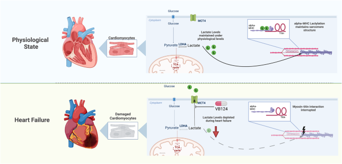 Lactylation regulates cardiac function