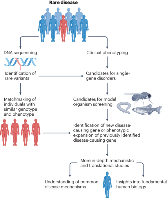 Integrating non-mammalian model organisms in the diagnosis of rare genetic diseases in humans