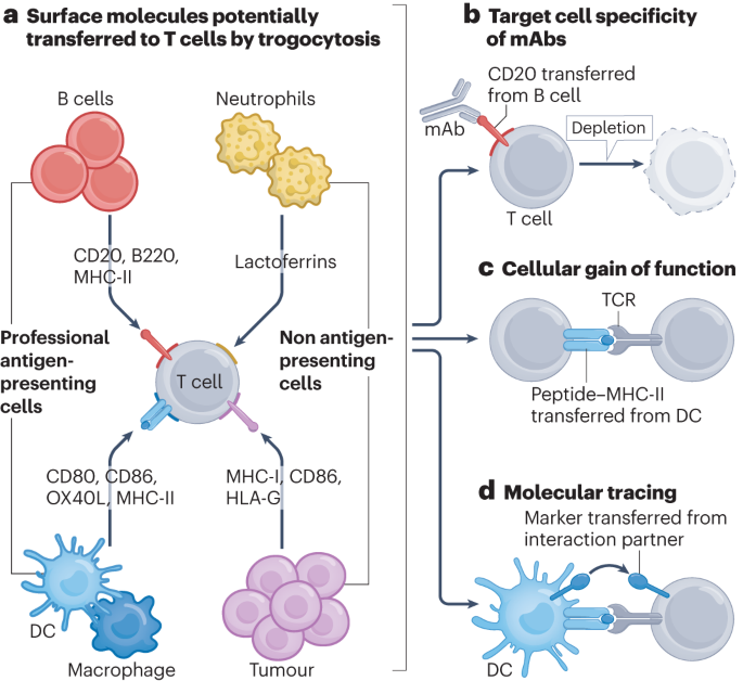 Trogocytosis challenges the cellular specificity of lineage markers and monoclonal antibodies