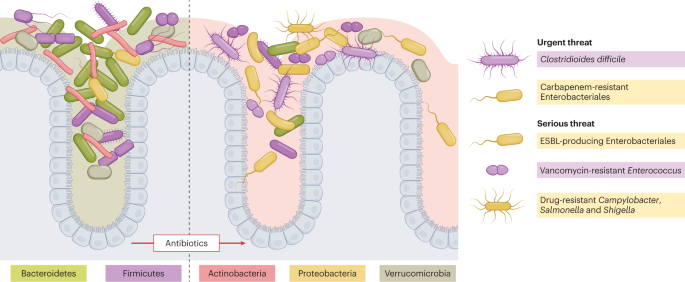 Antibiotic perturbations to the gut microbiome