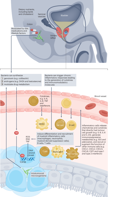 The potential role of the microbiota in prostate cancer pathogenesis and treatment