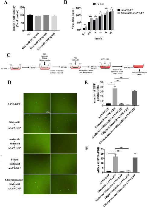 Sildenafil increases AAV9 transduction after a systemic administration and enhances AAV9-dystrophin therapeutic effect in mdx mice