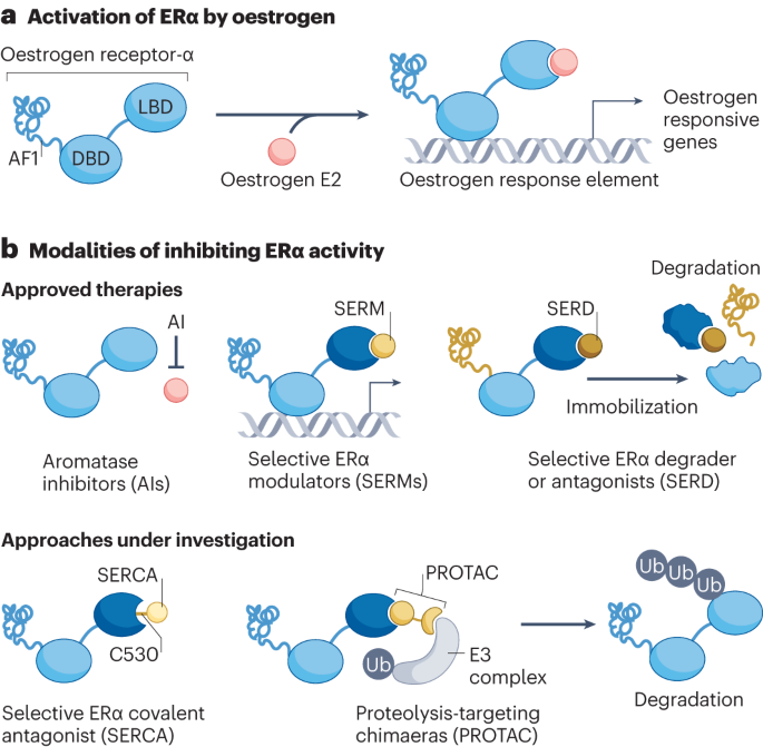 Therapeutic resistance to anti-oestrogen therapy in breast cancer