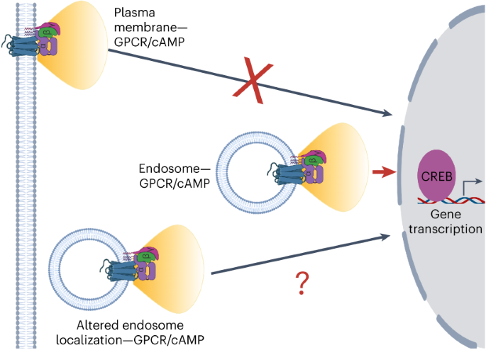 Endosome positioning coordinates spatially selective GPCR signaling