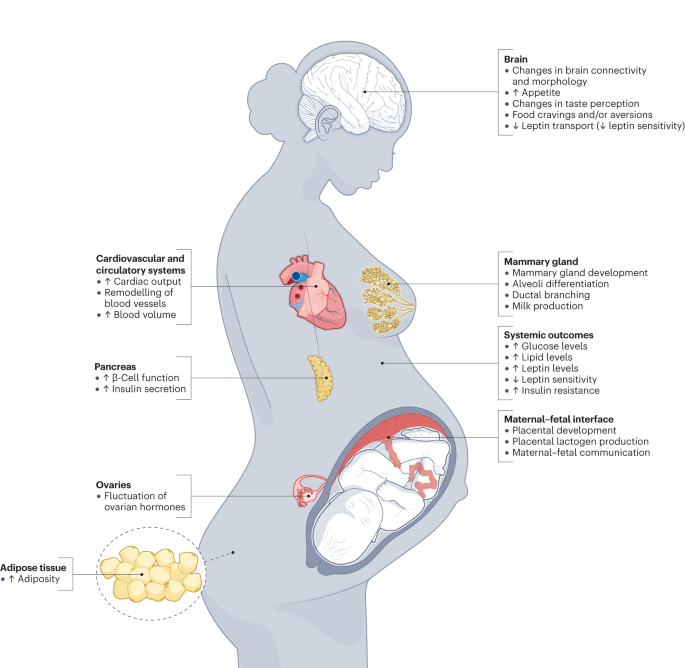 Metabolic and feeding adjustments during pregnancy