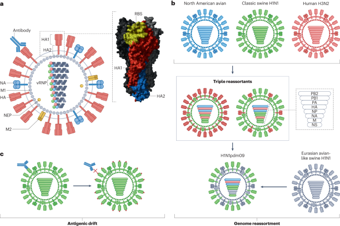 Co-evolution of immunity and seasonal influenza viruses