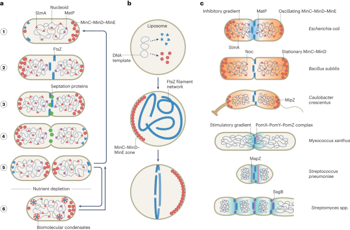 Insights into the assembly and regulation of the bacterial divisome