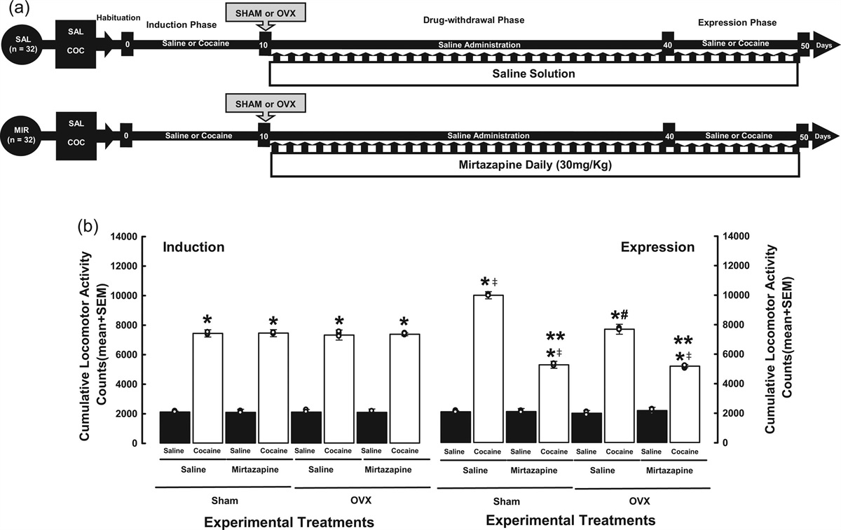 Estradiol enhances the mirtazapine effects on the expression of cocaine-induced locomotor sensitization in female rats