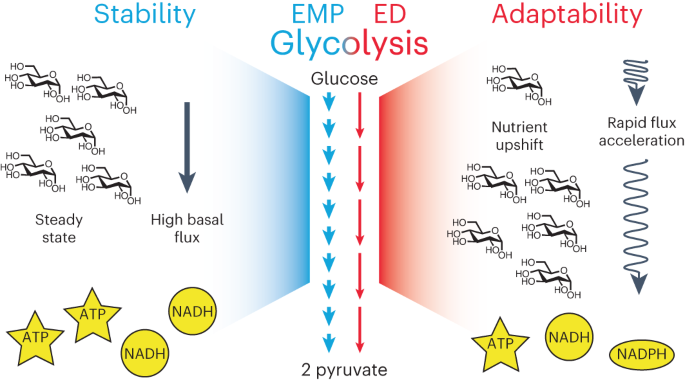 A parallel glycolysis provides a selective advantage through rapid growth acceleration