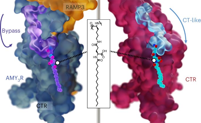 Structural insight into selectivity of amylin and calcitonin receptor agonists