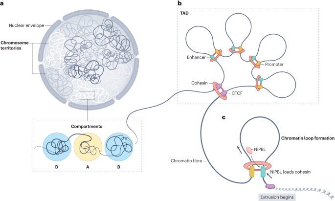 Long-range gene regulation in hormone-dependent cancer
