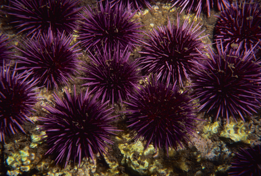 Urchin-like nanoparticles for miRNA therapy of OA