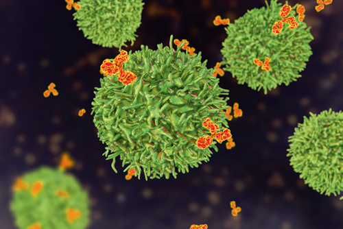 Non-depleting anti-CD19 B cell inhibition