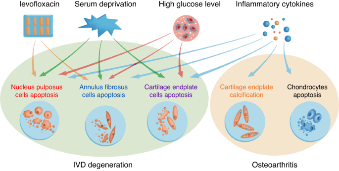 Low back pain and osteoarthritis pain: a perspective of estrogen