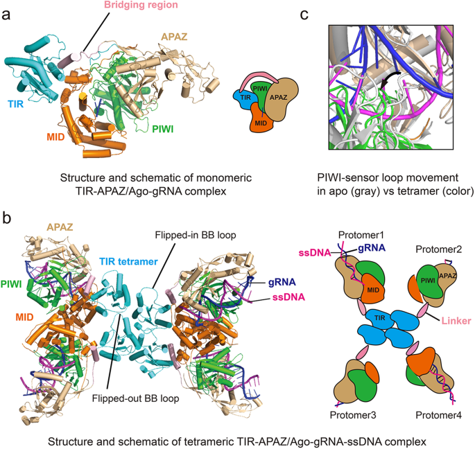 Atypical bacterial Argonautes regulate antiphage defense