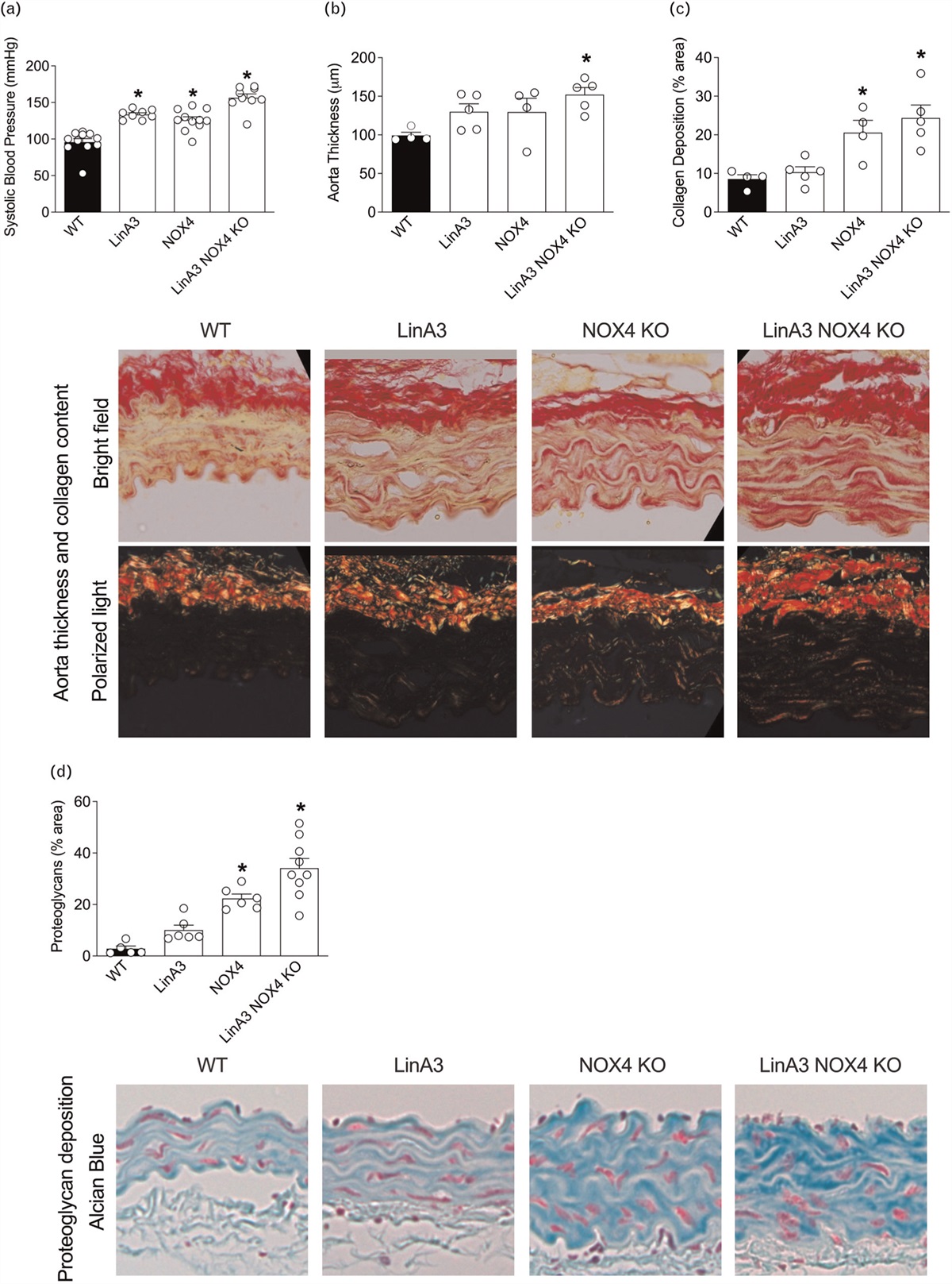 Vasoprotective effects of NOX4 are mediated via polymerase and transient receptor potential melastatin 2 cation channels in endothelial cells