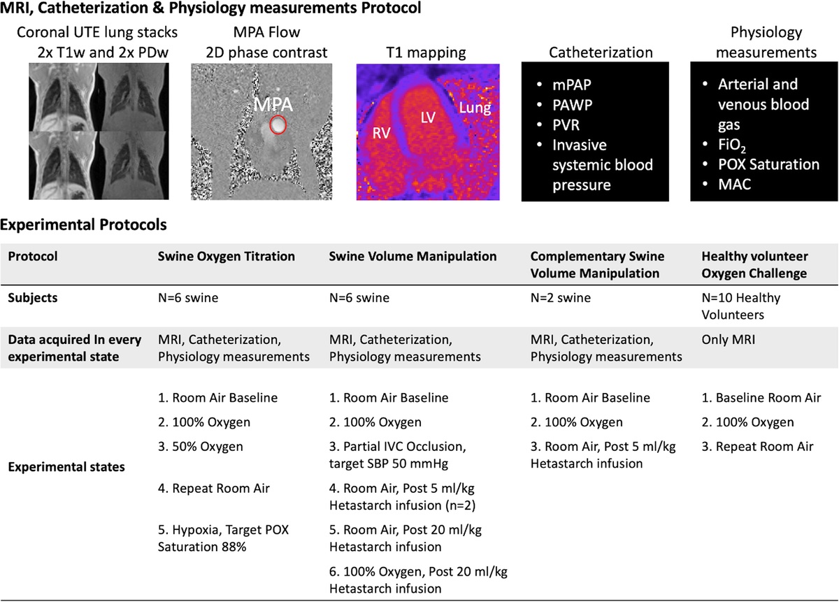 Impact of Vasodilation on Oxygen-Enhanced Functional Lung MRI at 0.55 T