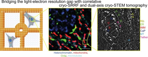 Correlating cryo-super resolution radial fluctuations and dual-axis cryo-scanning transmission electron tomography to bridge the light-electron resolution gap
