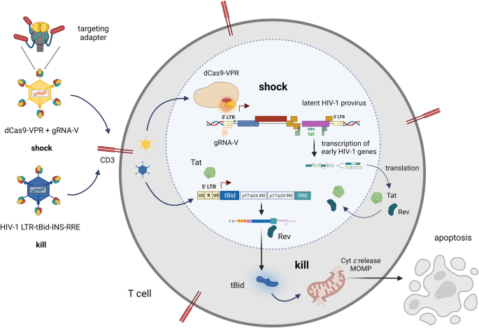 Targeted shock-and-kill HIV-1 gene therapy approach combining CRISPR activation, suicide gene tBid and retargeted adenovirus delivery