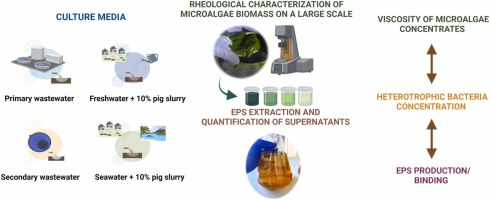 Influence of culture media composition on the rheology of microalgae concentrates on a large scale