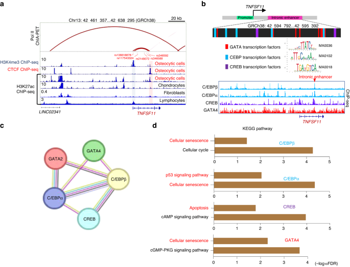 Identification of an intronic enhancer regulating RANKL expression in osteocytic cells