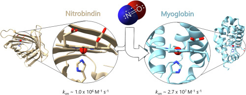 Nitric oxide binding to ferrous nitrobindins: A computer simulation investigation