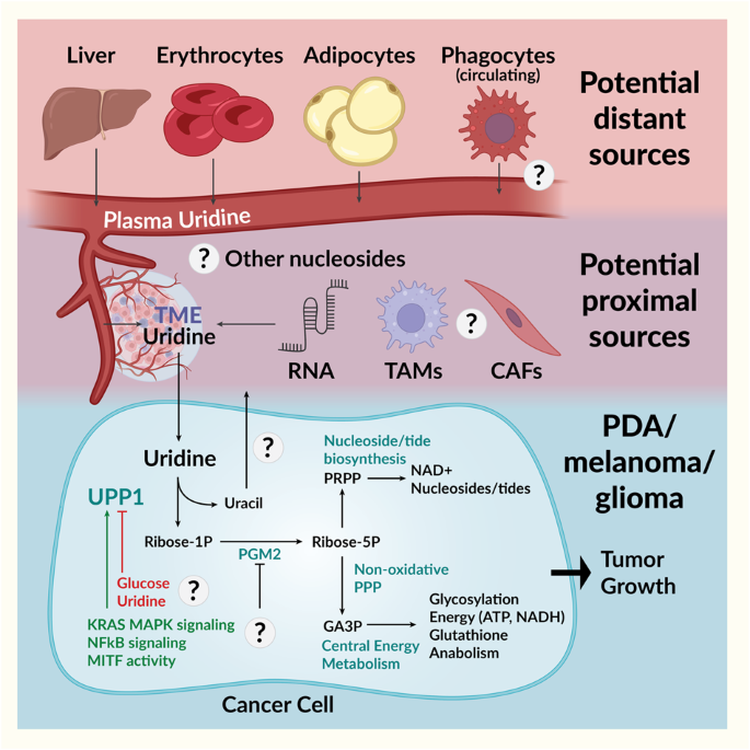 Uridine: as sweet as sugar for some cells?