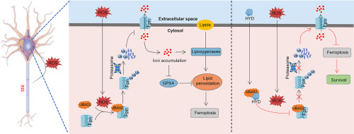 Hydralazine represses Fpn ubiquitination to rescue injured neurons via competitive binding to UBA52