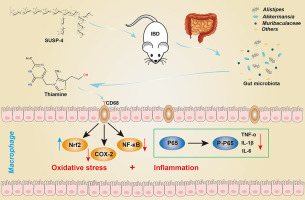 Gut-microbiome based thiamine metabolism contributes to the protective effect of one acidic polysaccharide from Selaginella uncinata (Desv.) Spring against inflammatory bowel disease
