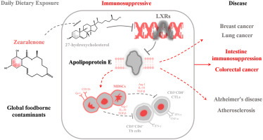 27-Hydroxycholesterol/ Liver X Receptor /Apolipoprotein E mediates Zearalenone-induced Intestinal Immunosuppression: A Key Target Potentially Linking Zearalenone and Cancer