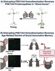Biologic that disrupts PDE11A4 homodimerization in hippocampus CA1 reverses age-related cognitive decline of social memories in mice