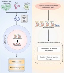 Tumor microenvironment, histone modifications, and myeloid-derived suppressor cells