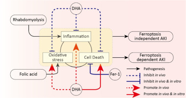 Dietary docosahexaenoic acid plays an opposed role in ferroptotic and non-ferroptotic acute kidney injury