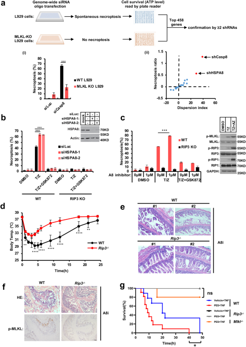 HSPA8 acts as an amyloidase to suppress necroptosis by inhibiting and reversing functional amyloid formation