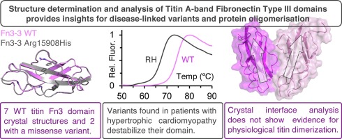 Structure determination and analysis of titin A-band fibronectin type III domains provides insights for disease-linked variants and protein oligomerisation