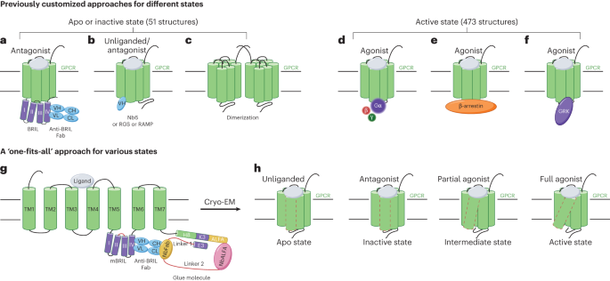 Capturing receptor states with glue
