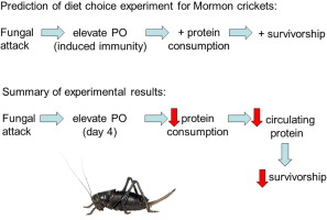 Selective Protein Self-deprivation by Mormon crickets Following Fungal Attack