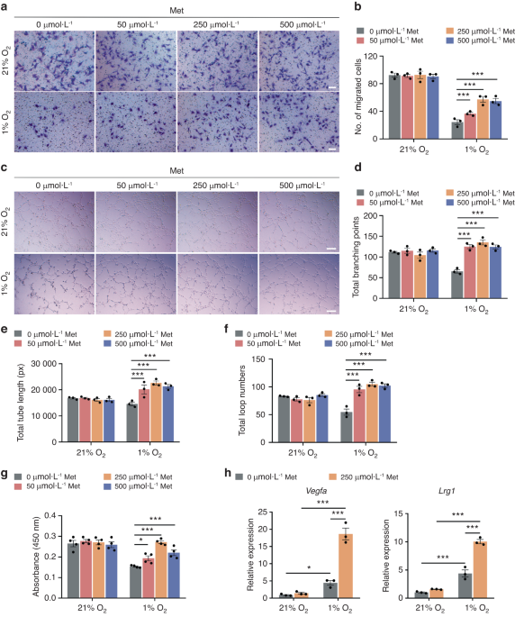 Metformin accelerates bone fracture healing by promoting type H vessel formation through inhibition of YAP1/TAZ expression