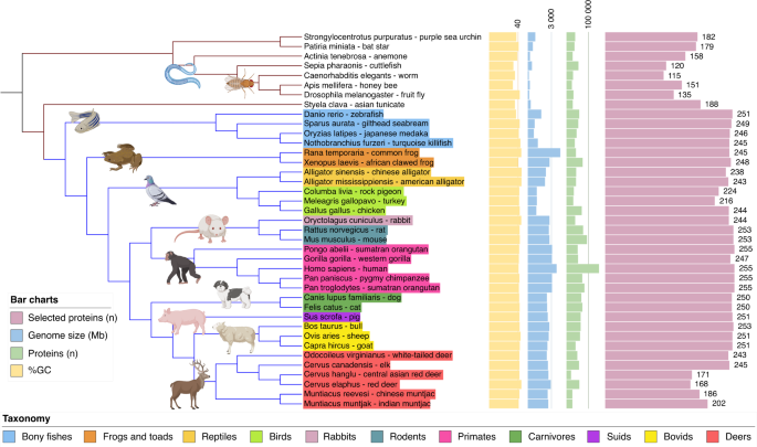 Phylobone: a comprehensive database of bone extracellular matrix proteins in human and model organisms