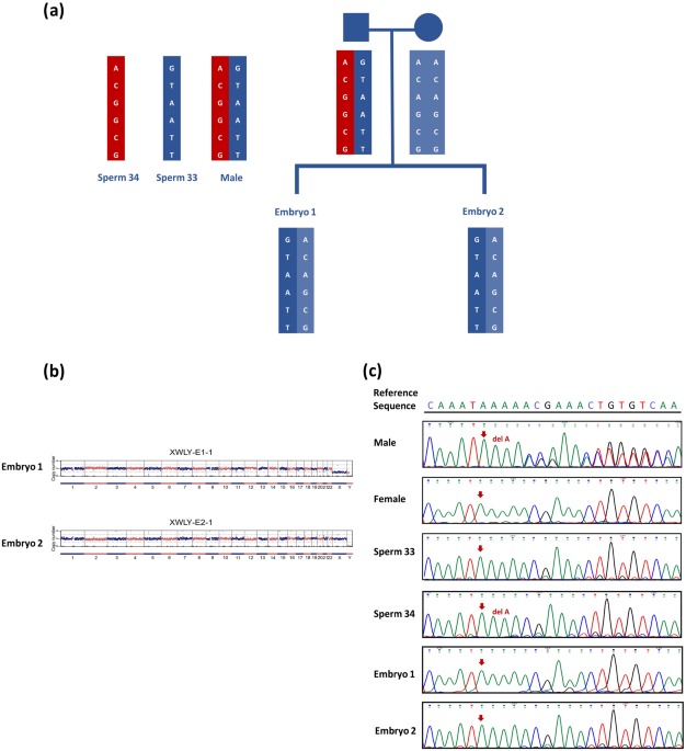 Application of the PGT-M strategy using single sperm and/or affected embryos as probands for linkage analysis in males with hereditary tumor syndromes without family history