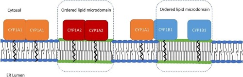 Functional characterization of CYP1 enzymes: Complex formation, membrane localization and function