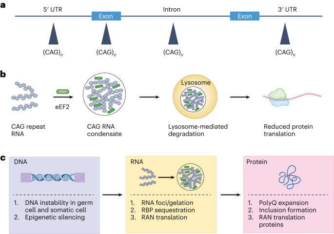 RNA repeats stall translation