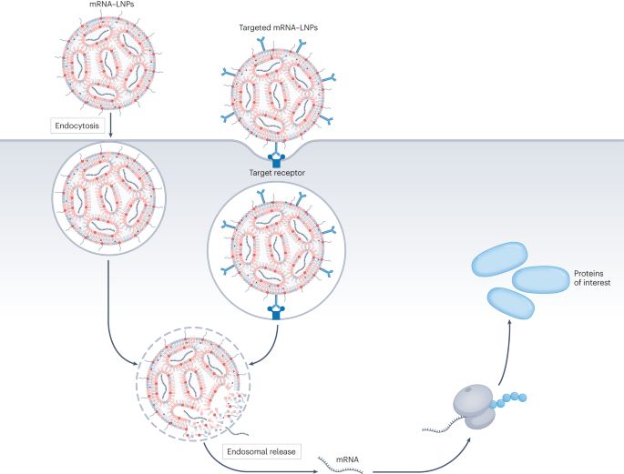 Targeting cancer with mRNA–lipid nanoparticles: key considerations and future prospects