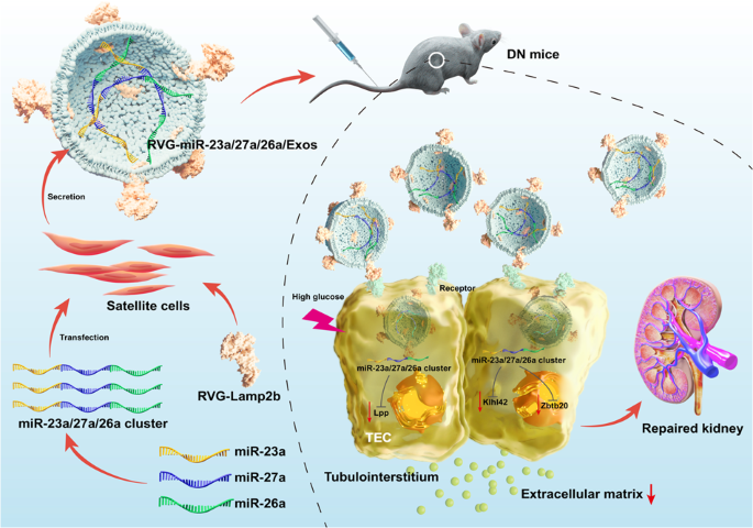 Satellite cell-derived exosome-mediated delivery of microRNA-23a/27a/26a cluster ameliorates the renal tubulointerstitial fibrosis in mouse diabetic nephropathy